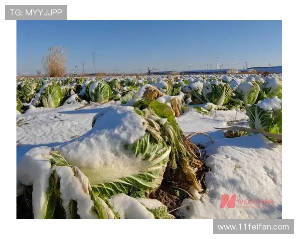 深入探讨白菜平台交流的最佳实践与经验分享
